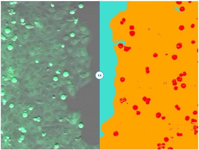 (left) Single frame of recorded time-lapse movie. (right) Segmentation result of ZEN Intellesis - scratch area (turquoise), cell layer (orange), and mitotic cells (red).