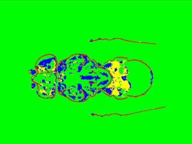 Segmentation result obtained with ZEN Intellesis – exoskeleton (red), inner structures (blue and yellow), background (green).