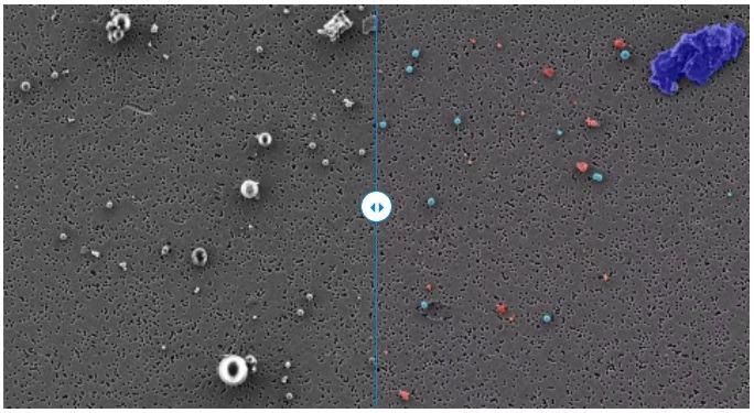 Object classification performed on standard nano- and microplastic particles (polystyrene (PS, light blue), polyethylene (PE, green), polyamide–nylon 6 (PA, dark blue), and polyvinyl chloride (PVC, red)) on a polycarbonate filter imaged with ZEISS Sigma. This correlative study combines the high resolution of an electron microscope with the analytical capabilities of a Raman microscope. The classification model is capable of distinguishing the different particle types based on their properties.