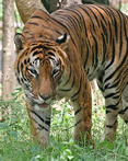 Illegal Mining in Indian Tiger Protection Zone