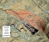 Timmins Gold Reports Drilling Results from La Chicharra Open Pit